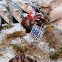 Narrow-clawed Crayfish, Turkish Crayfish